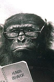 Chimpanzee