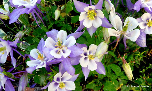 Unas flores