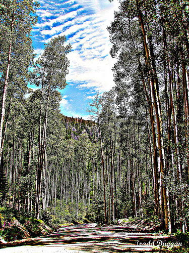 hdr-cottonwood
