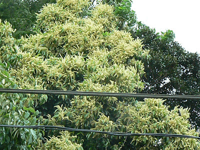 椎の木 栗の木の花粉症 レクりえーしょん