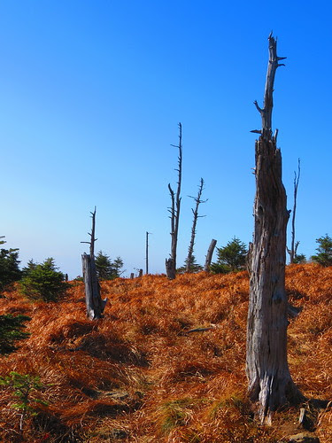 Dead Trees at the top of Jirisan