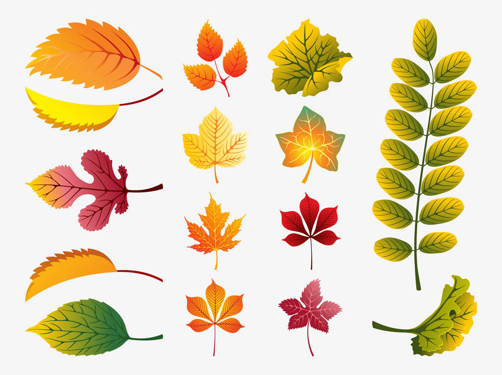 Download Fall Leaves Vector Vector Art & Graphics | freevector.com