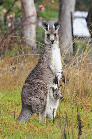 kangaroos in australia. Kangaroo Australia#39;s Defense