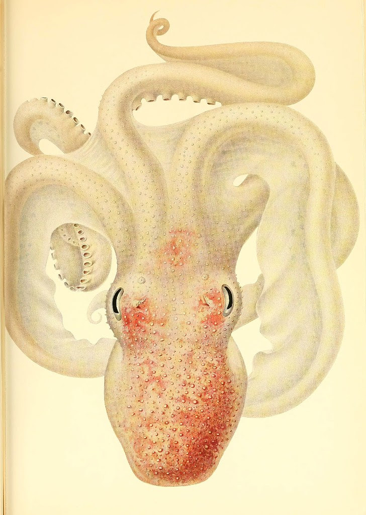 Velodona togata (off Somalia)