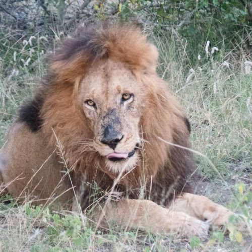 Risultati immagini per scar nose majingilane