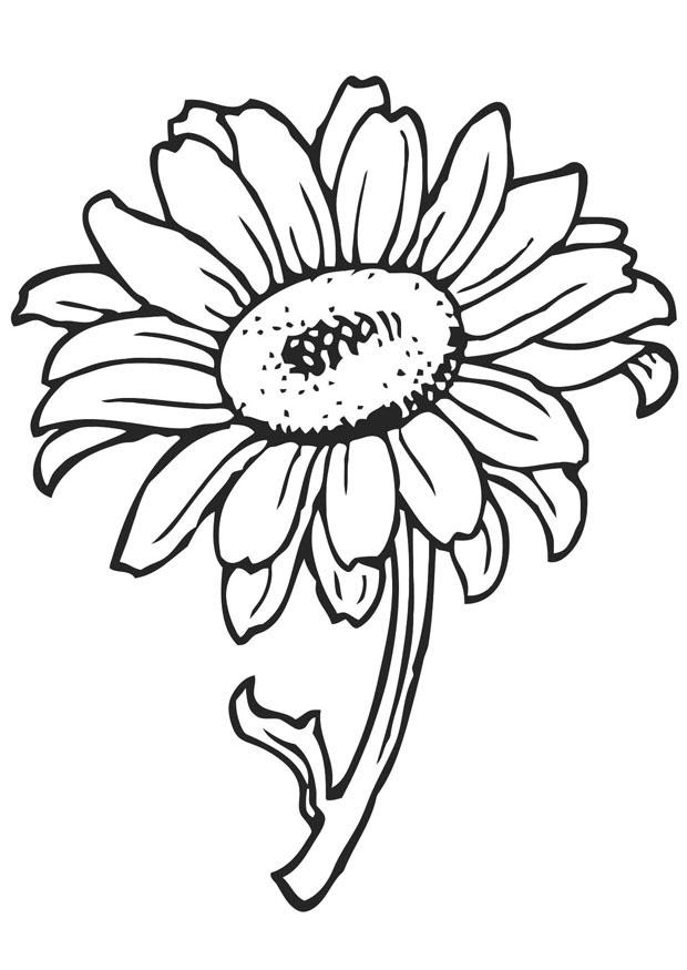 Download Free Printable Flower Coloring Pages For Kids - Best ...