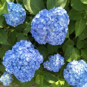 6月おりがみ あじさい特集 かんたん平面 むずかしい立体 知恵の小袋