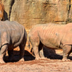 Fotos de BIOPARC Valencia, rinocerontes