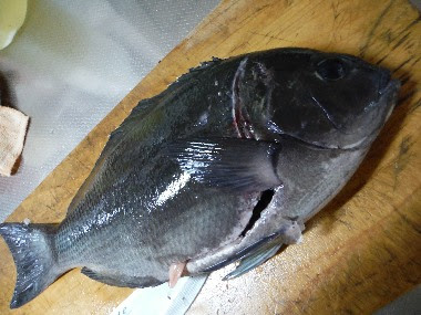 グレとアイゴのお刺身 ベイトネット釣り情報