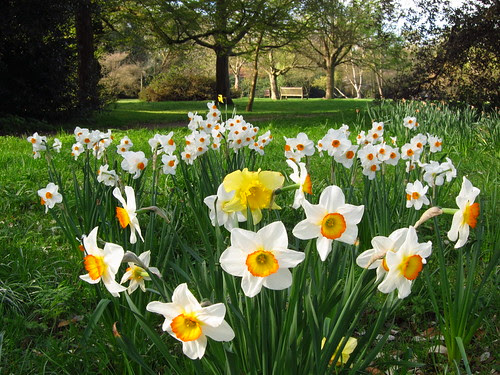 Daffodils in Cannizaro Park, Wimbledon