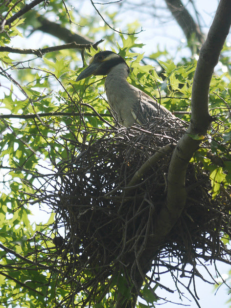 Ed Gaillard: birds &emdash; Yellow-Crowned Night Heron on nest, Governor's Island