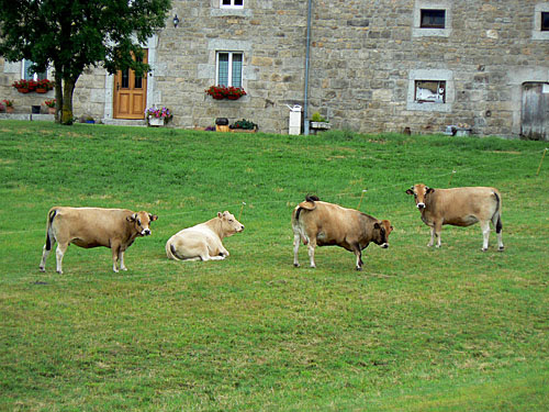 vaches devant la maison.jpg