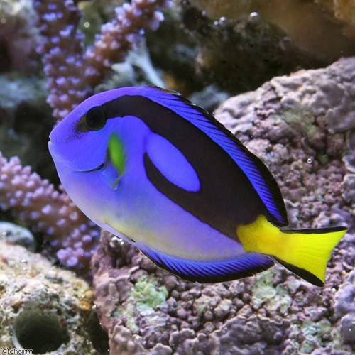 ベスト10 海水魚人気ランキング21 オススメの海水魚の種類は マリンアクアリウム総合情報サイト