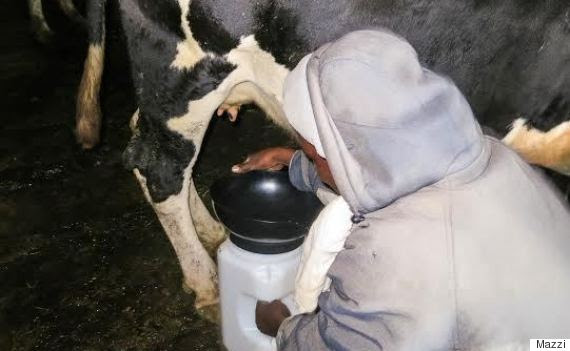 milking