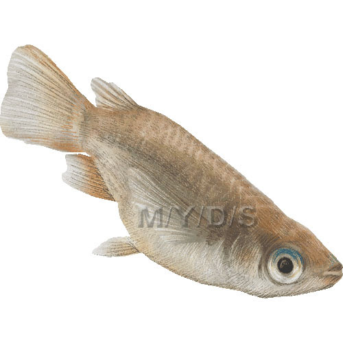 目高 メダカ ニホンメダカのイラスト 条件付フリー素材集