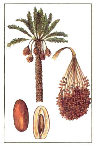 Finikovaya Palma Phoenix Dactylifera