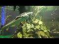 Алушта аквариум. Крым. Подводный мир морей, озер, рек и океанов. Alushta aquarium. Crimea