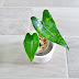 Alocasia Zebrina Reticulata Price : Maybe you would like to learn more about one of these?