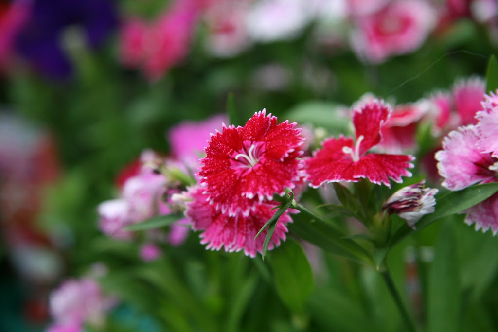 Flowers in Nursery at Hahndorf