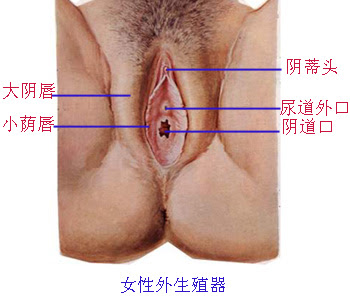 女性外生殖器 A 医学百科