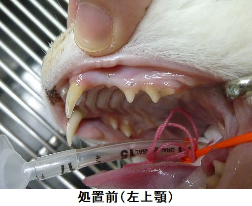歯茎の腫れ 右犬歯が左より長い 歯周病 吸収病巣 猫 12才 女の子 歯科症例133 とよだ動物病院 歯科専用ページ