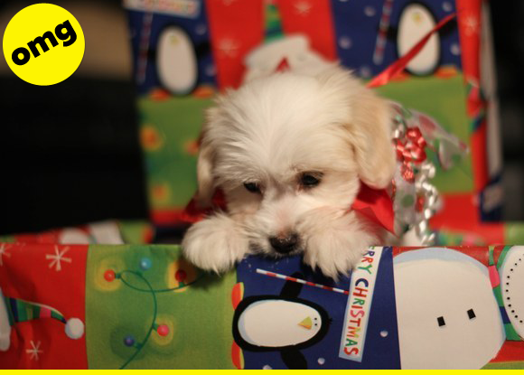 Fluffy puppy inside a Christmas present box.