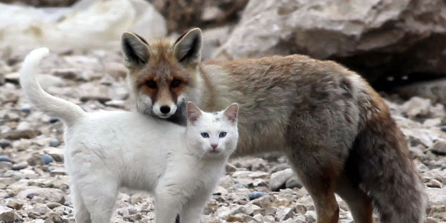 Somewhere In Turkey, A Wild Cat And A Fox Are Best Friends ...