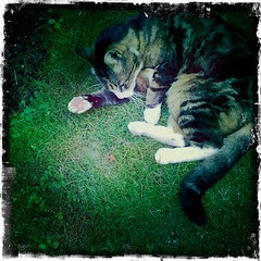 MORRIS