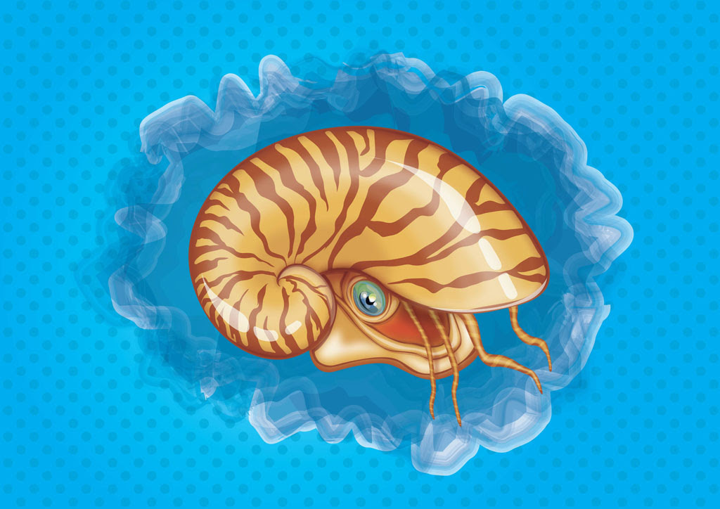 Download Seashell Vector Art & Graphics | freevector.com