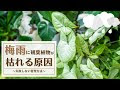 200以上 観葉植物 しおれる 原因 266224-観葉植物 しおれる 原因