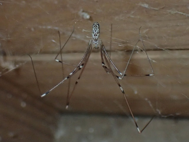 松阪のクモ 三重のクモ
