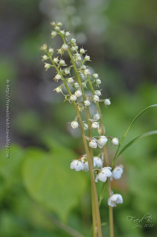 Pyrola rotundifolia
