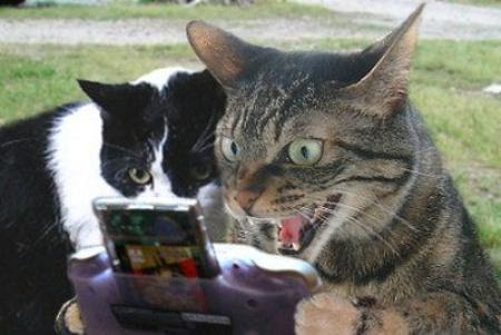 おもしろ猫画像 ゲームに興奮 おもしろ動物画像集