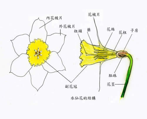 財團法人中華花藝文教基金會