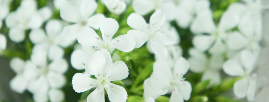 浜なでしこ 花言葉特集 Ancraft