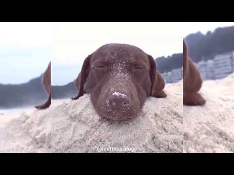 best of funny dogs