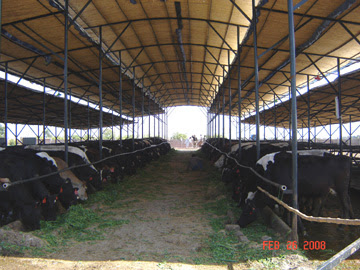 Pak Dairy Info - Sairy Shed Designs