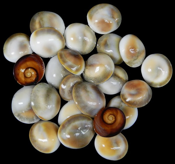 29 Top Photos Cat S Eye Shell Symbolism / Cat's Eye Shell | TheWitchery.Ca