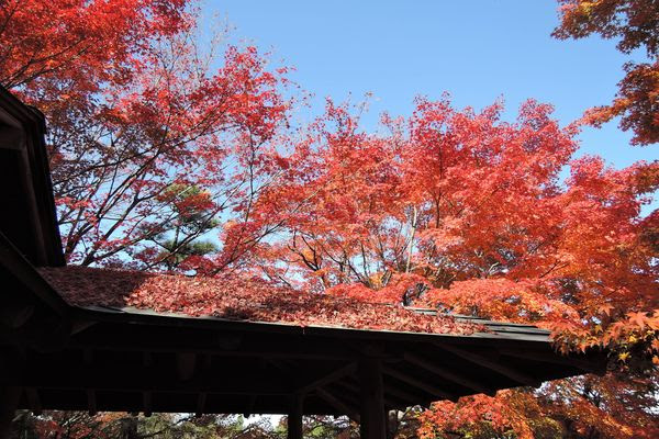 越谷市の紅葉名所 花田苑 日本庭園 紅葉の名所と見ごろ時期 14