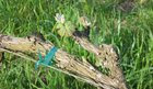 California Vineyards Report Early Bud Break - Wines & Vines