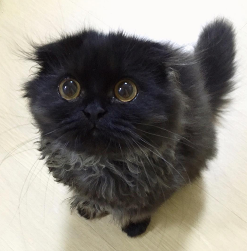 Gimo L Adorable Chat Aux Grands Yeux Ronds