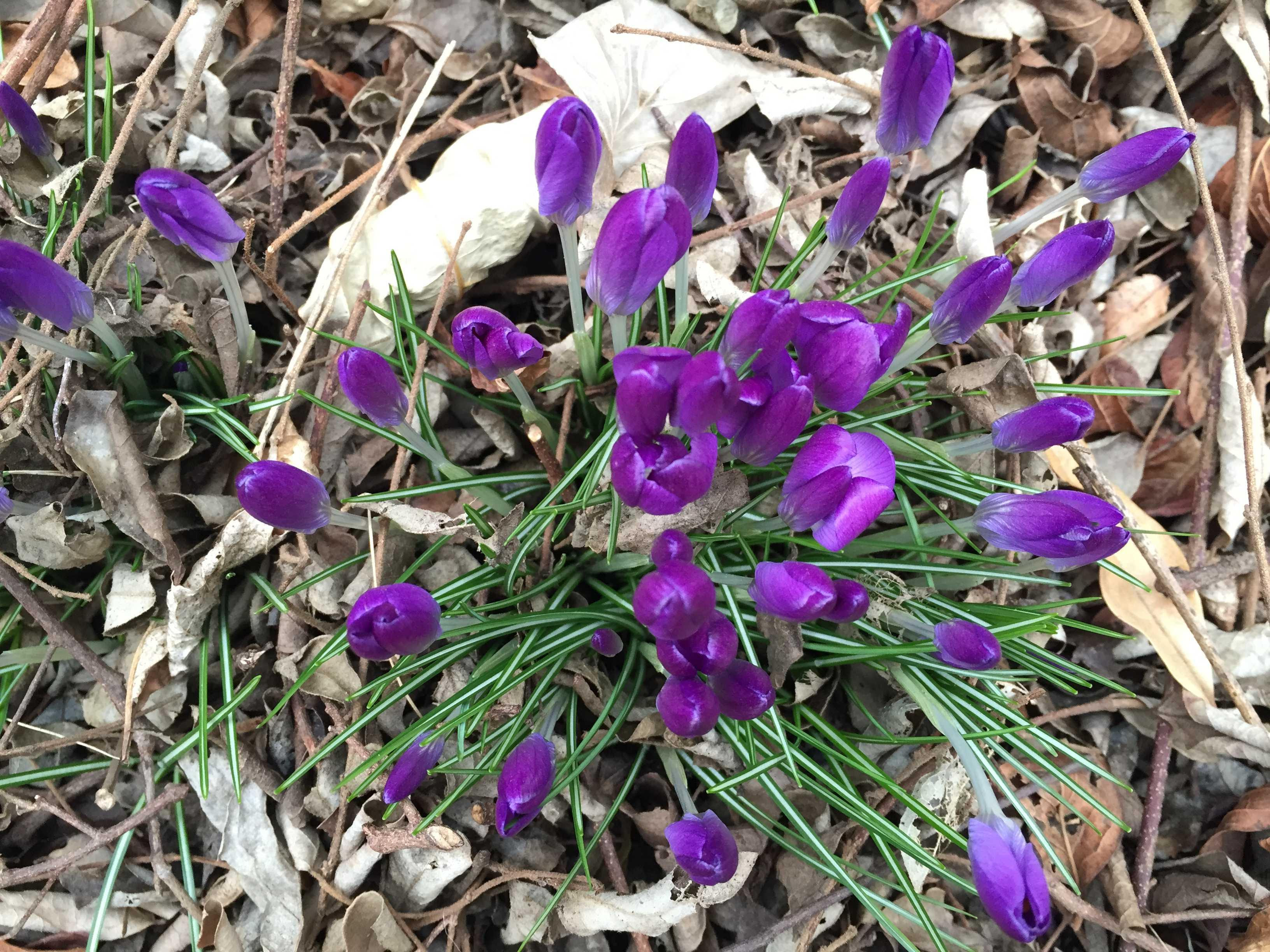 春到来 春を告げる花 クロッカス 早春に紫や黄色の花を咲かせるクロッカス ムラウチドットコム社長 村内伸弘のブログが好き