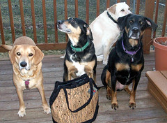 4Dogs_TBihnBag_31710b
