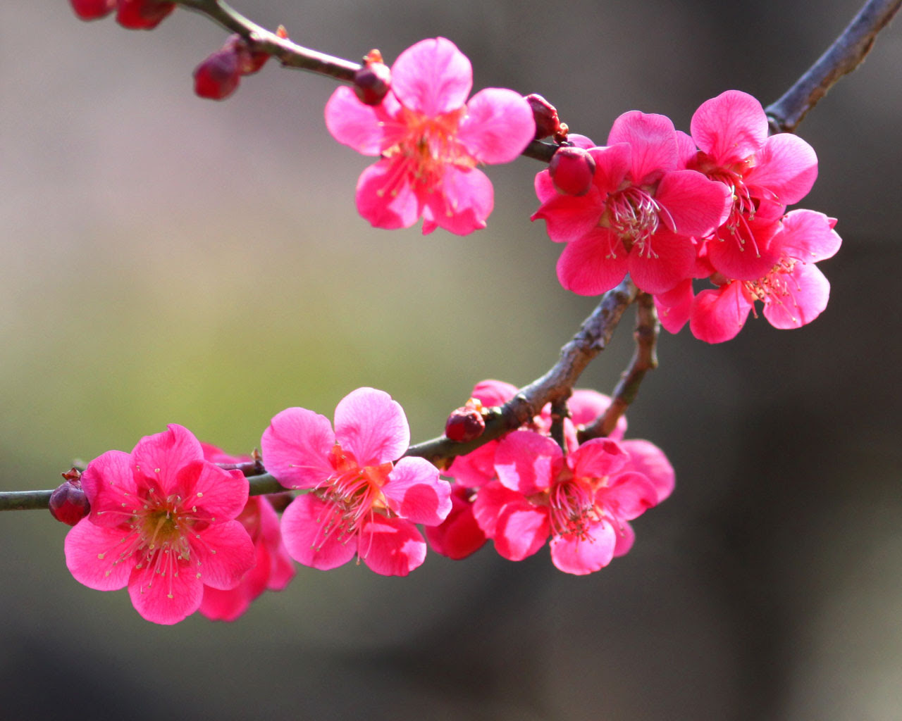梅 紅梅 白梅 しだれ梅 の壁紙12 Sxgaサイズ 1280 1024ドット Free Will 楽天ブログ
