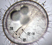 メダカの発生 2日目から孵化まで