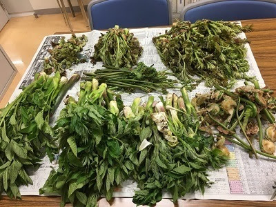 山菜取りに行ってきました 鹿内 弘前市
