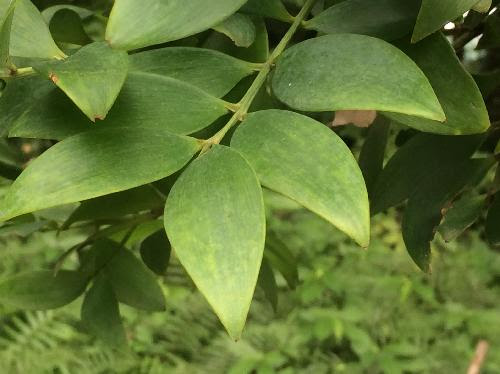 はなq ナギ マキ科 マキ属 草花や樹木の図鑑