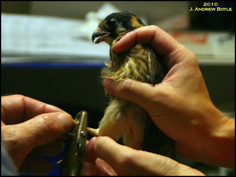 American Kestrel
