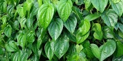23+ Ide Terbaru Tanaman Obat Mata Perih, Tanaman Obat