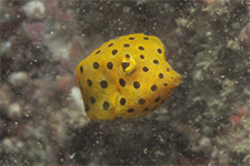ミナミハコフグ ダイバーのための海水魚図鑑